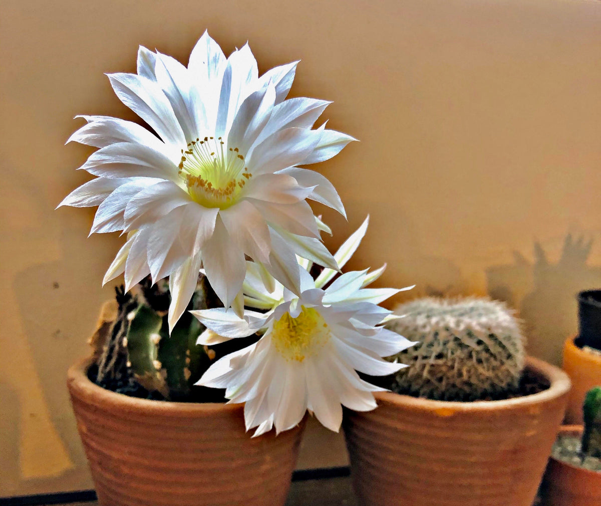 CACTI CARE