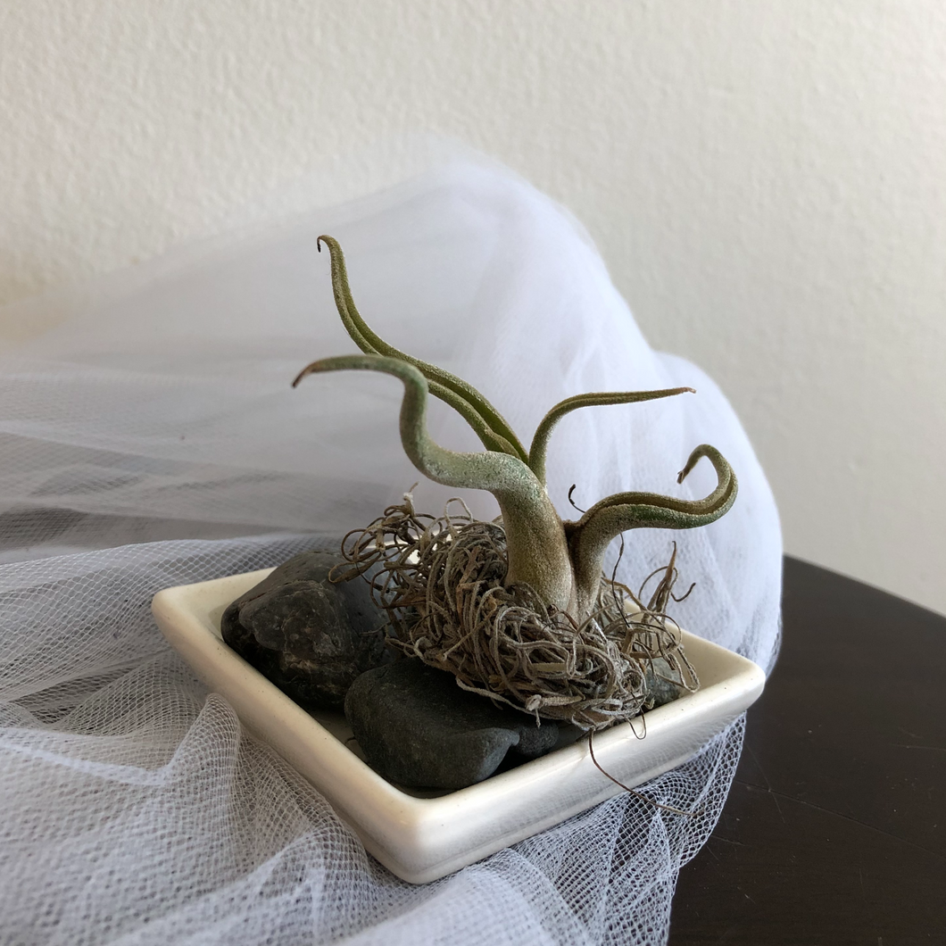 Airplant Buddy