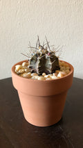 Gymnacalycium