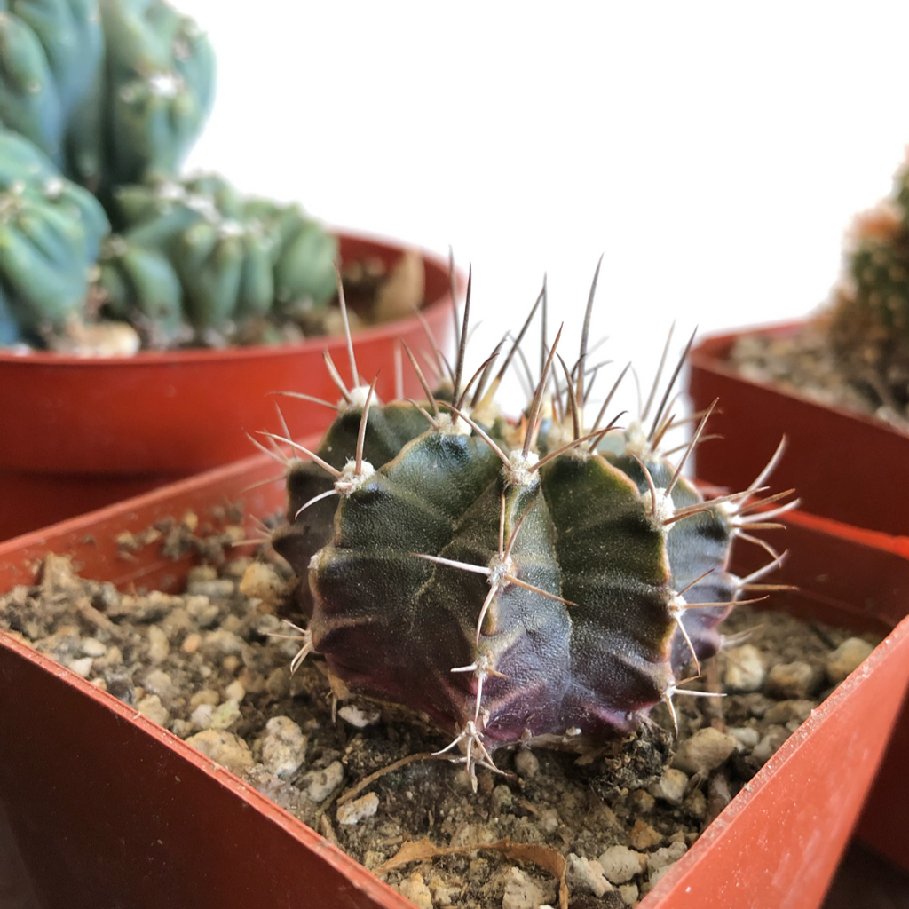 Gymnacalycium