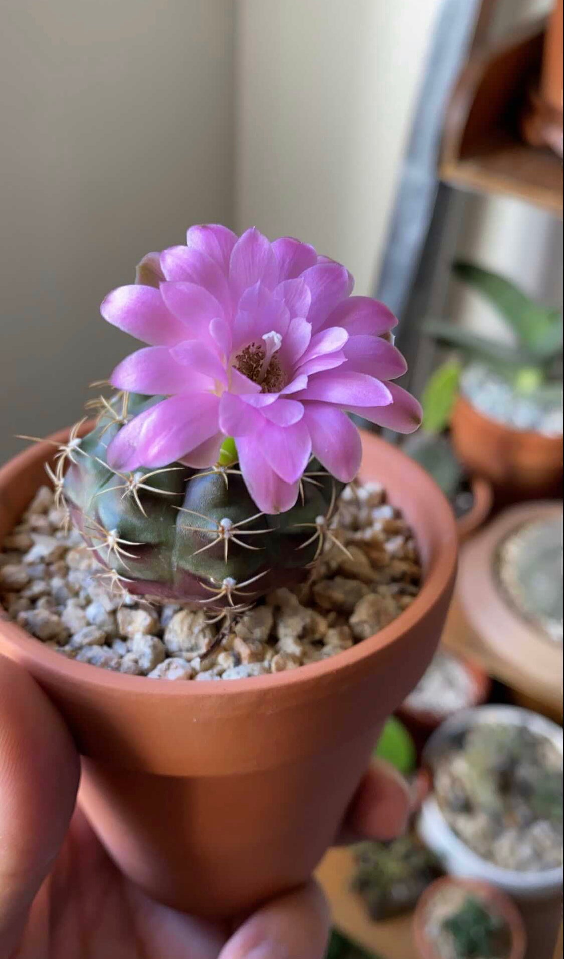 Gymnacalycium