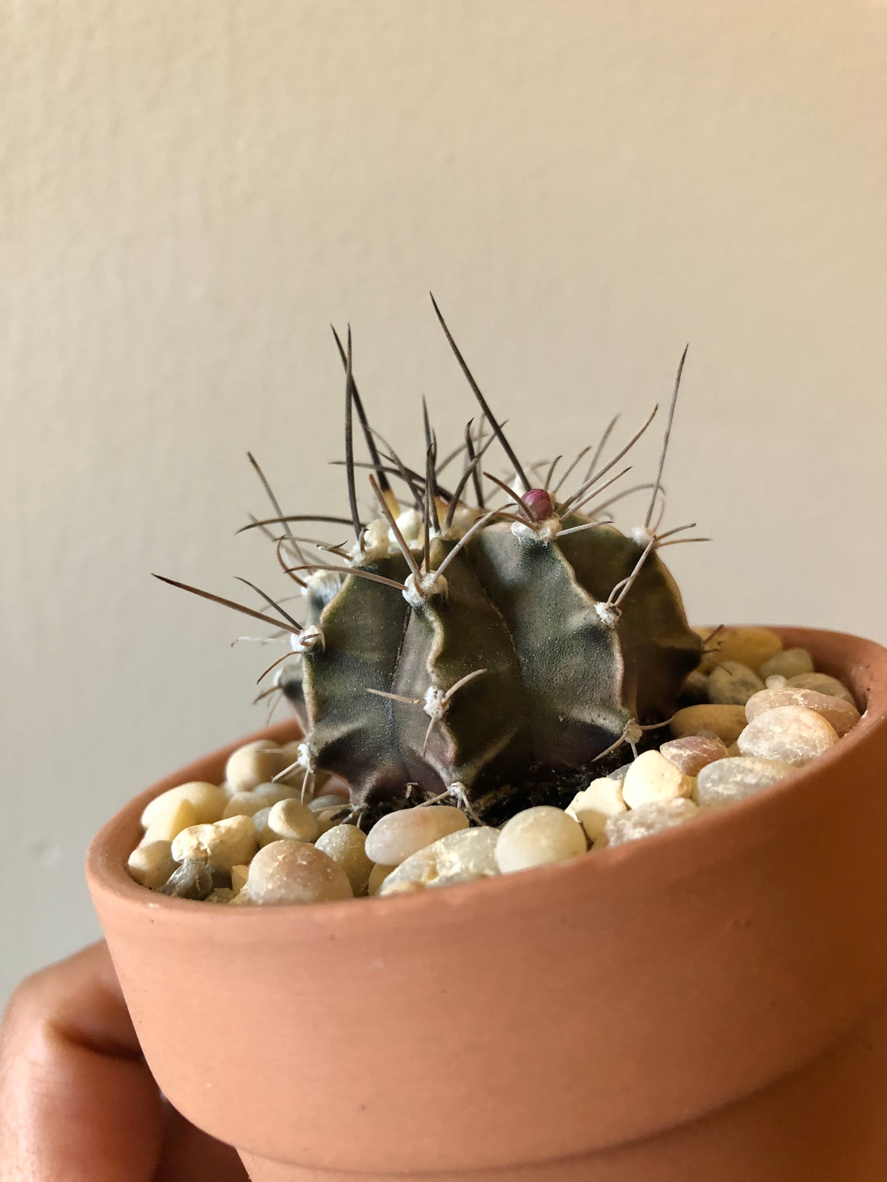 Gymnacalycium