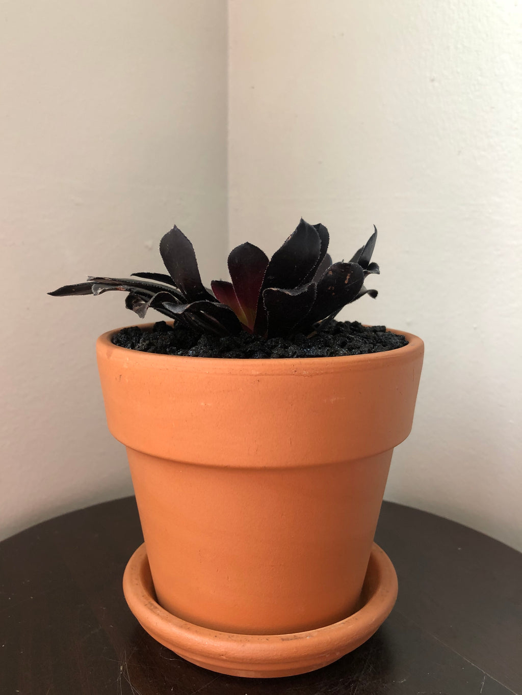 Black Rose